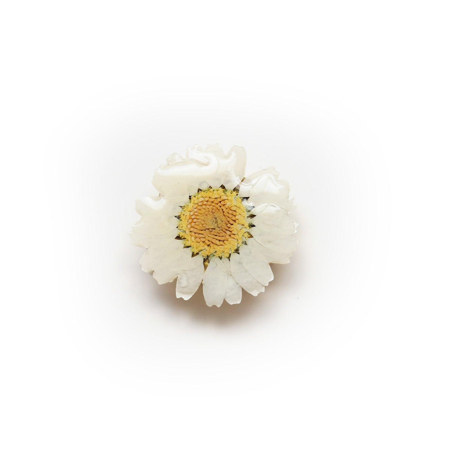 Couvre-bouton de chemise en marguerites séchées